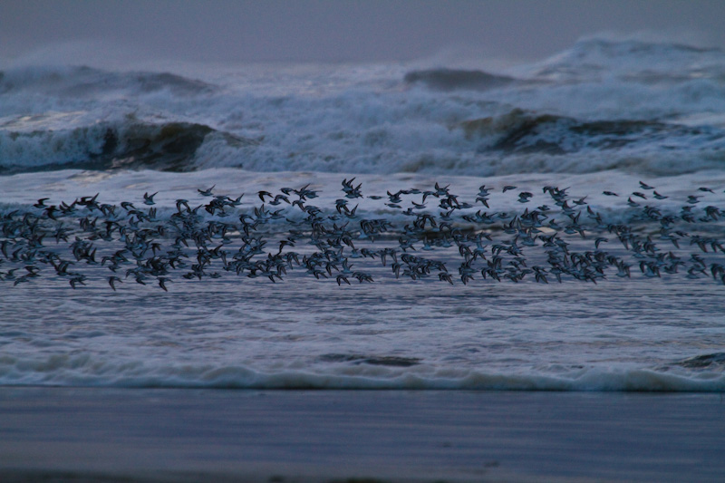 Sanderling And Dunlin In Flight